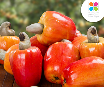 Qual é o fruto do cajueiro? Qual é o fruto do cajueiro?